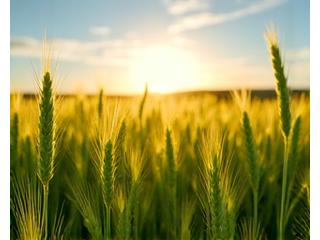 Biologisch graanveld met vlinder en gezonde planten